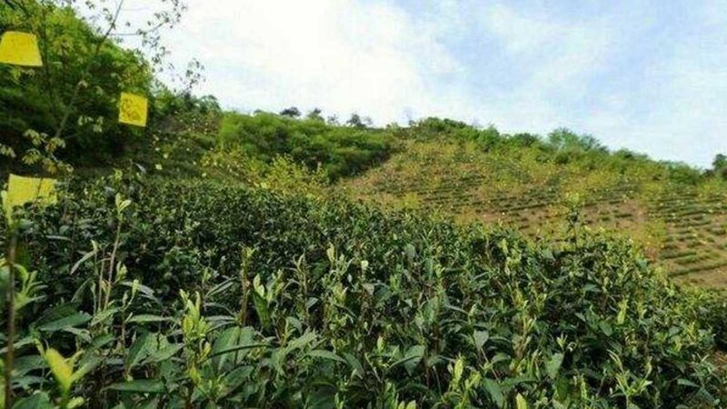 食品包装材料代理加盟：揭秘行业趋势与选型要点**