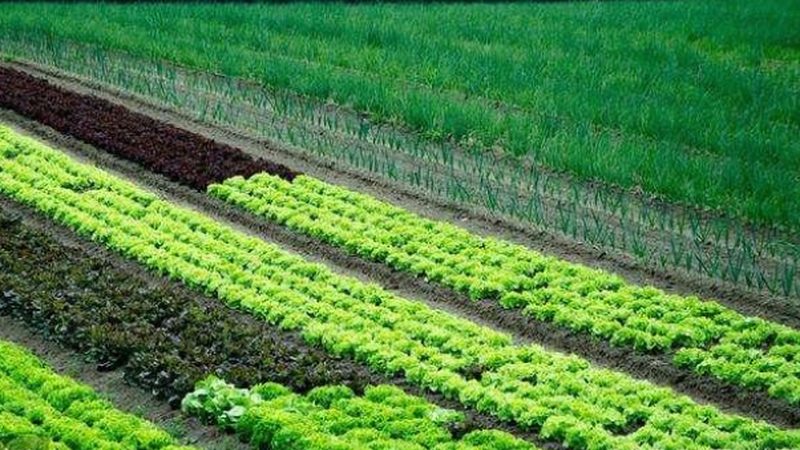 生鲜保温箱规格型号大全：揭秘冷链物流的“保鲜利器
