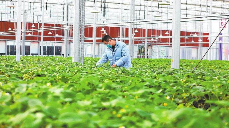 小型水肥一体化设备：如何选择合适的价格与性能？**
