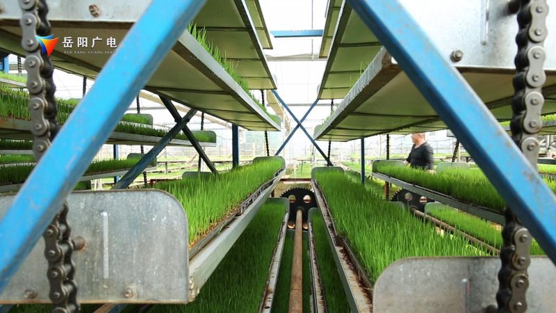 粮食种植技术培训实操步骤详解