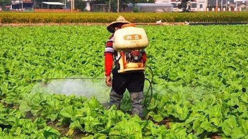 北京有机蔬菜和绿色蔬菜哪个值得买
