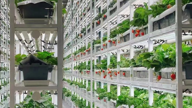 种植业保险如何投保？一亩保险费用解析**